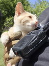 adoptable Cat in  named WEASLEY