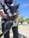 adoptable Cat in  named SASHA