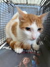 adoptable Cat in  named A768422