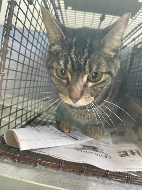 adoptable Cat in San Antonio, TX named LILY