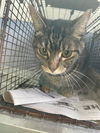 adoptable Cat in  named A768425