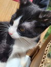 adoptable Cat in  named NICO