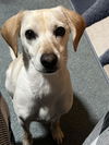 adoptable Dog in  named TYCHE