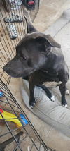 adoptable Dog in  named SOPHIA