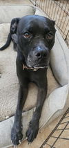 adoptable Dog in  named JAMESON