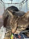 adoptable Cat in  named KEVIN