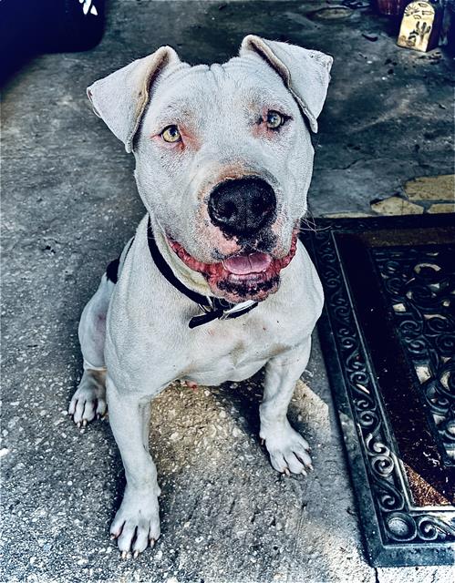 BLUE - American Staffordshire Terrier available for adoption