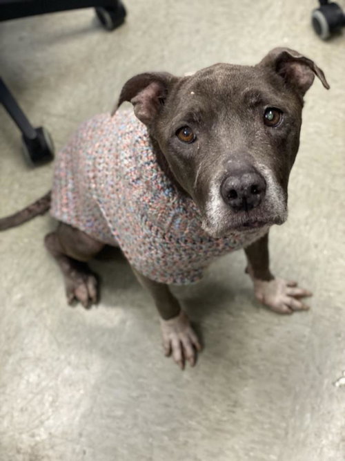 SHELLY - American Staffordshire Terrier available for adoption