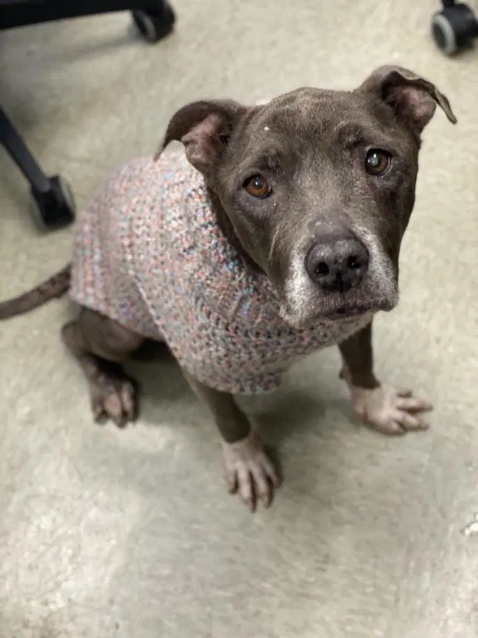 Shelly - American Staffordshire Terrier