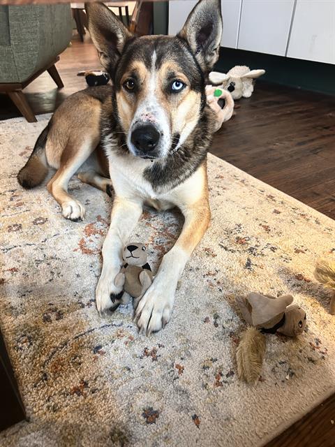 BLU, an adoptable Alaskan Malamute in San Antonio, TX