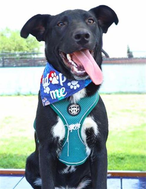 DODO - Labrador Retriever available for adoption