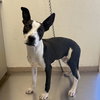 PONGO - Photo 1