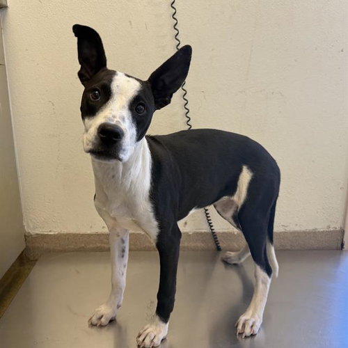 PONGO - American Staffordshire Terrier available for adoption