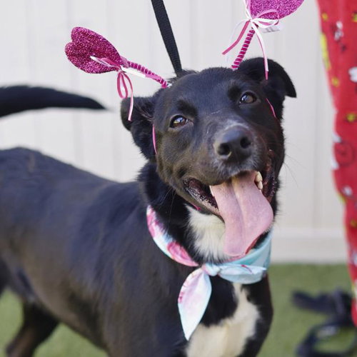 LUNA - Labrador Retriever available for adoption