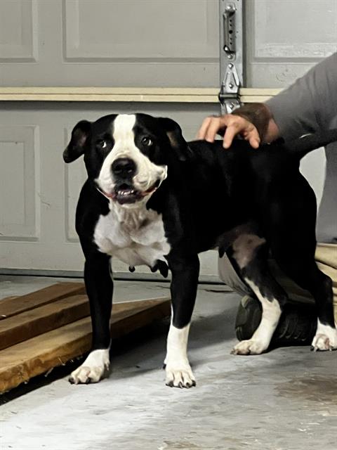 KUMA Image