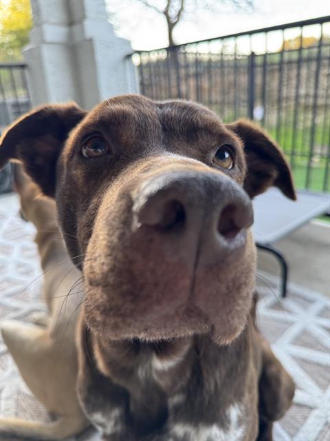 ROCKO Image