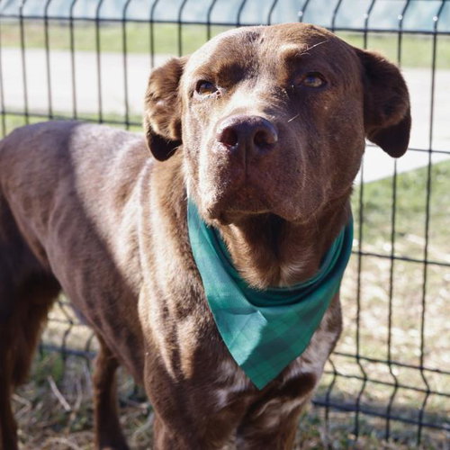 ROCKO - American Staffordshire Terrier available for adoption