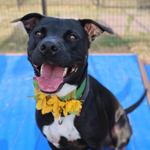 picture of the dog needing adoption