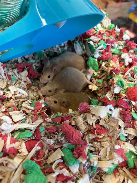CURTIS - Mouse available for adoption