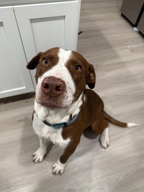 BRUNO Image