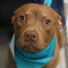 SPARKY - Photo 1