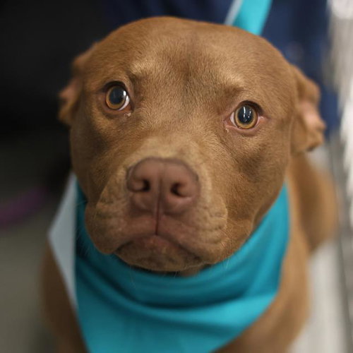 SPARKY - American Staffordshire Terrier available for adoption