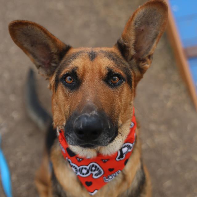 SAMSON Image