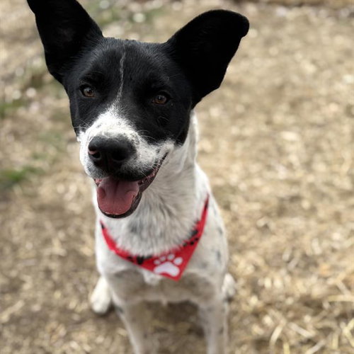 picture of the dog needing adoption