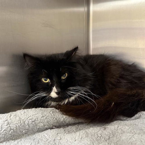 FLUFFER, an adoptable Domestic Long Hair in San Antonio, TX