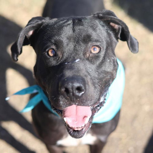 picture of the dog needing adoption