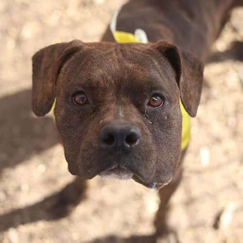 picture of the dog needing adoption
