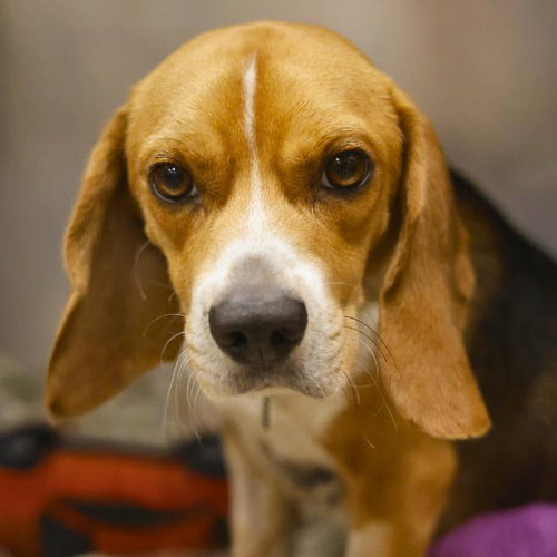 picture of the dog needing adoption