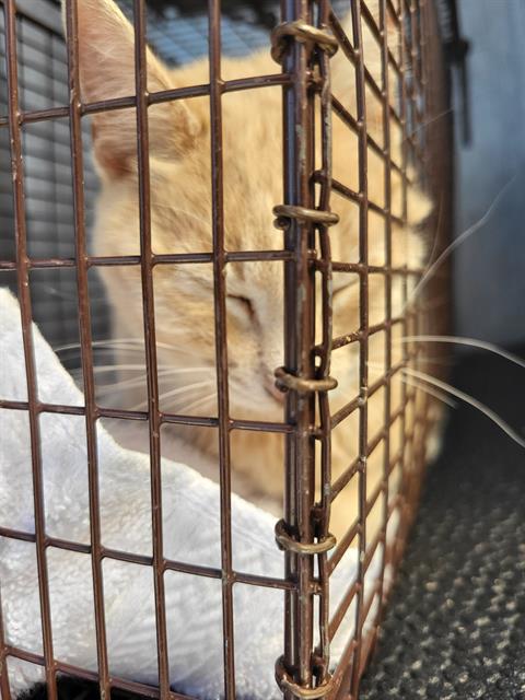 picture of the cat needing adoption
