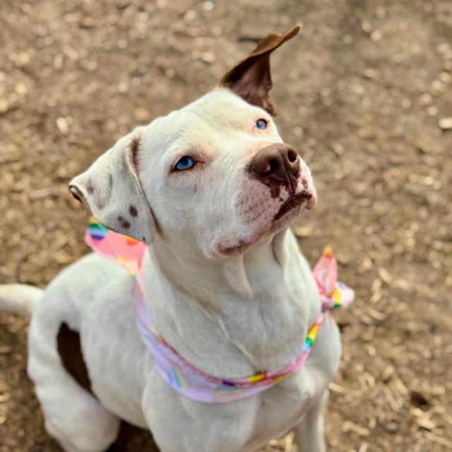 Pit Bull