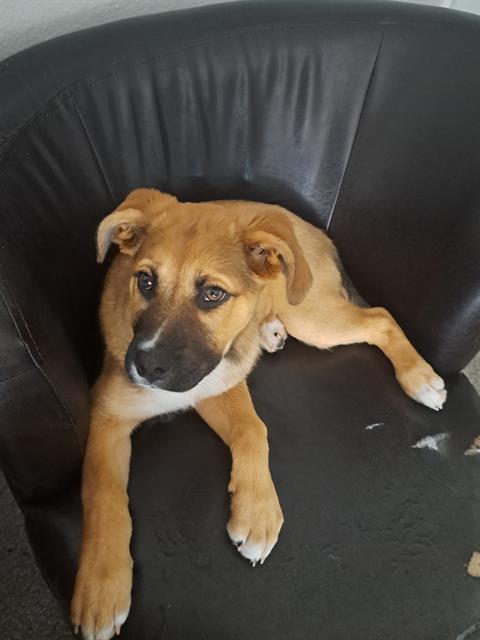 Black Mouth Cur