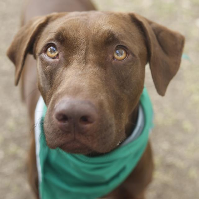 Labrador Retriever