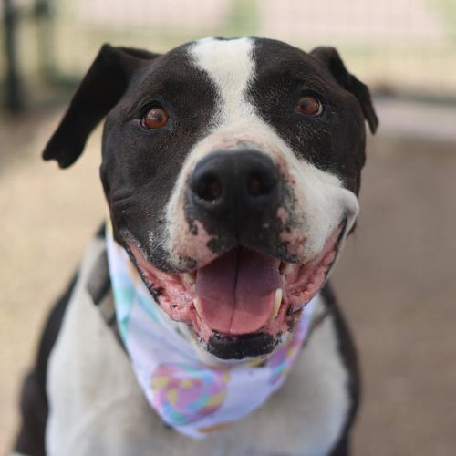 KITTY, an adoptable American Bulldog in San Antonio, TX