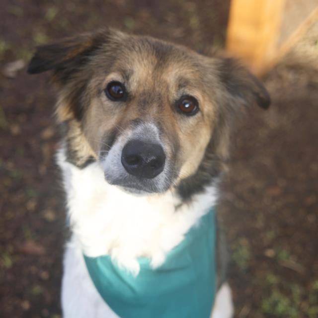 Border Collie