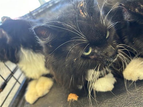 picture of the cat needing adoption