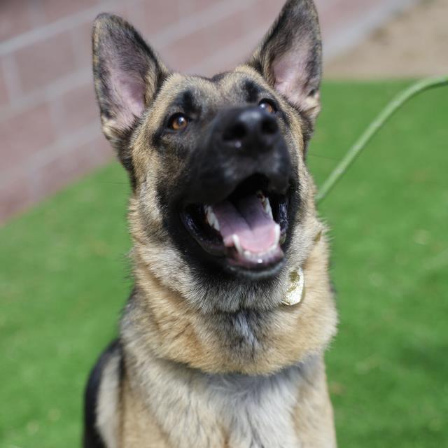 SHEPPY Image