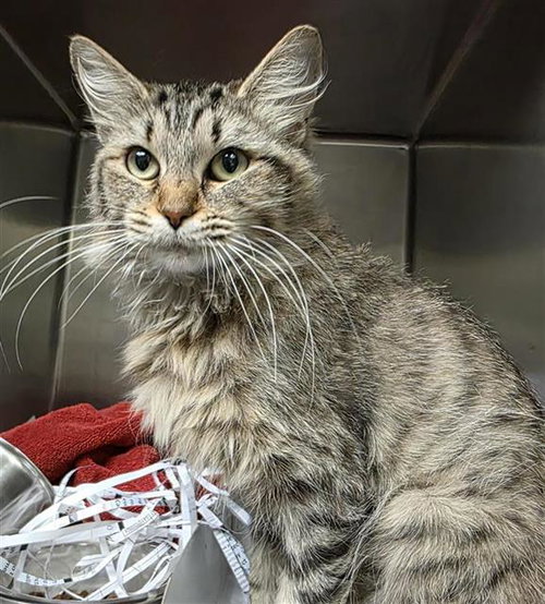 LOLETA, an adoptable Domestic Medium Hair in San Antonio, TX
