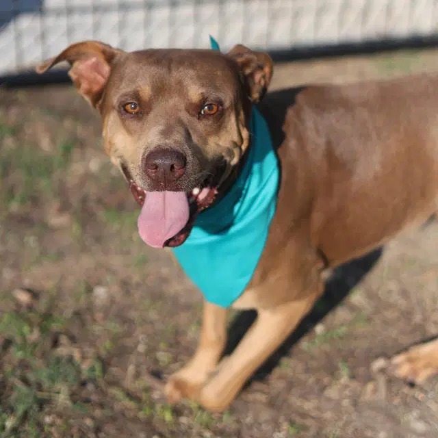 Rosco - American Staffordshire Terrier