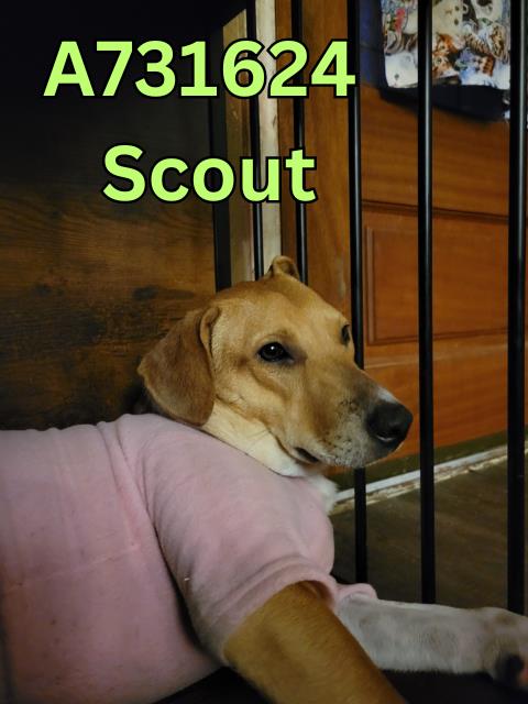 SCOUT Image