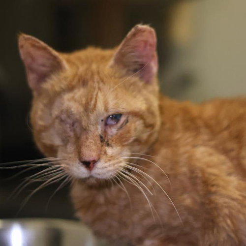 picture of the cat needing adoption