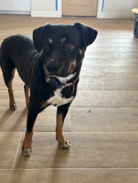 NINA Image