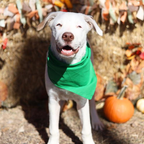 LYNUS, an adoptable American Staffordshire Terrier in San Antonio, TX
