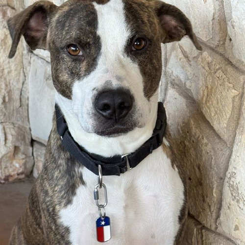 TEX, an adoptable Plott Hound in San Antonio, TX