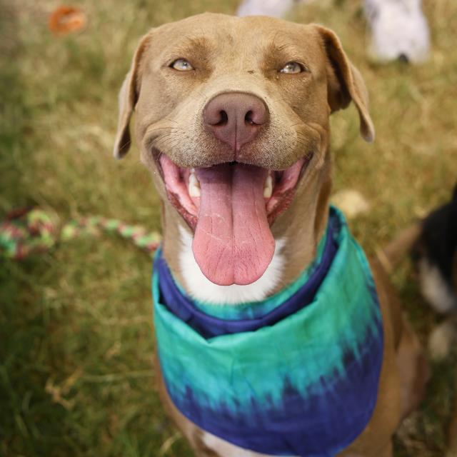 ROCCO Image