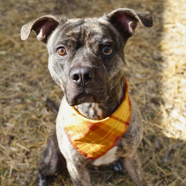 BUSTER BROWN Image