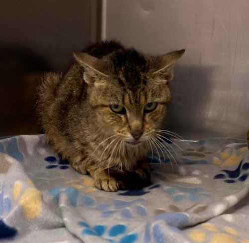 picture of the cat needing adoption